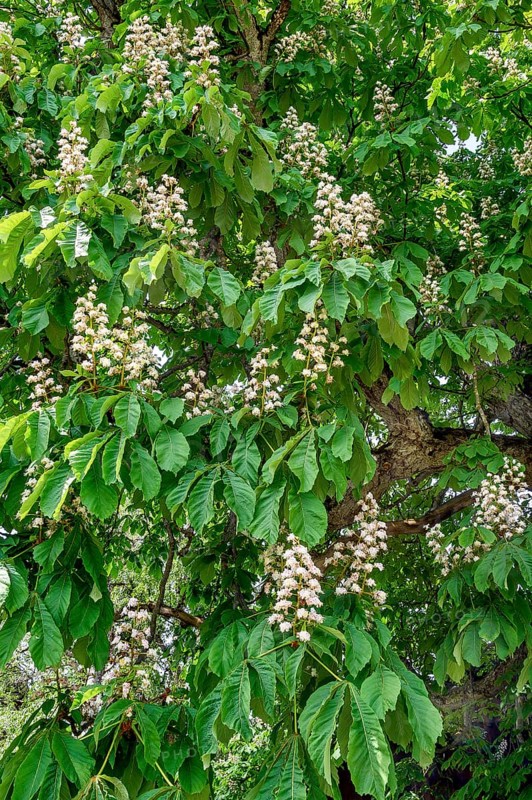 Spring, blossoms of the common horse-chestnut (Aesculus hippocastanum), Allgaeu, Bavaria, Germany, Europe