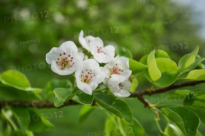 Close-up of peach (Prunus persica) blossoms in spring