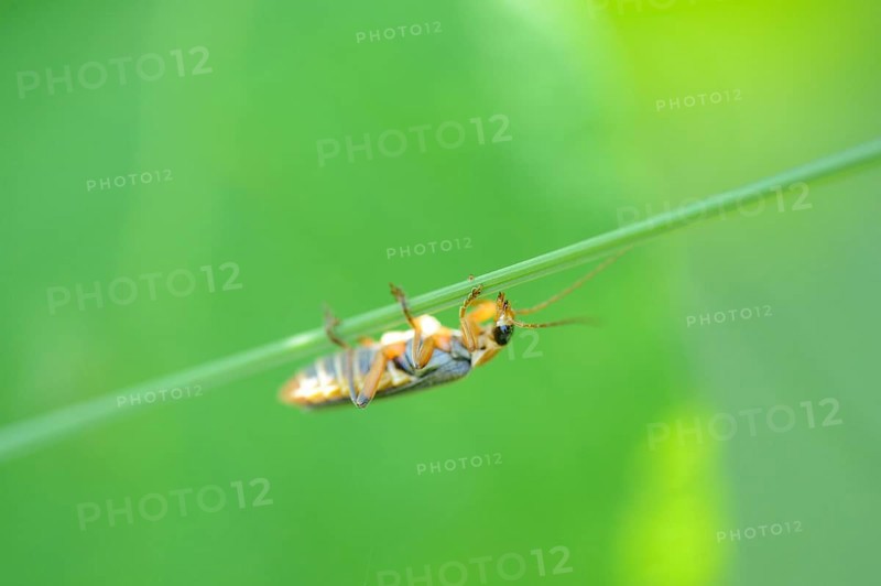 Close-up of soldier beetle (Cantharis fusca) in a meadow in spring