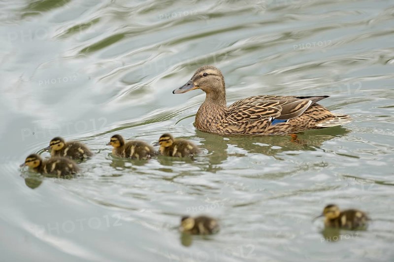 Close-up of a mallard or wild duck (Anas platyrhynchos) mother with her chicks swimming on a little lake in spring
