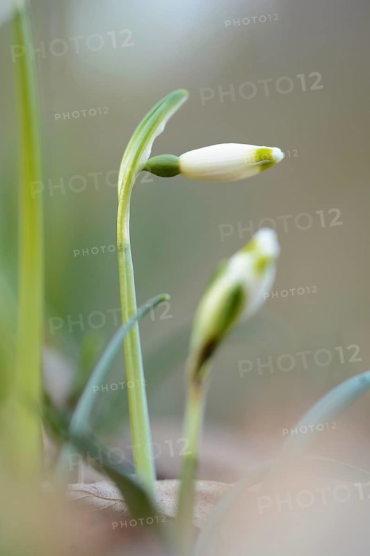 Close-up of Spring Snowflake (Leucojum Vernum) blossoms in spring, Bavaria, Germany, Europe