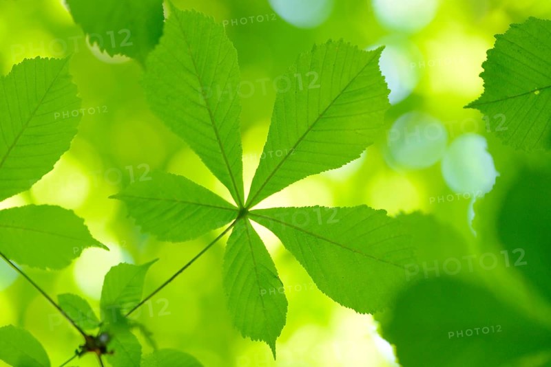 Close-up of horse-chestnut or conker tree (Aesculus hippocastanum) leaves