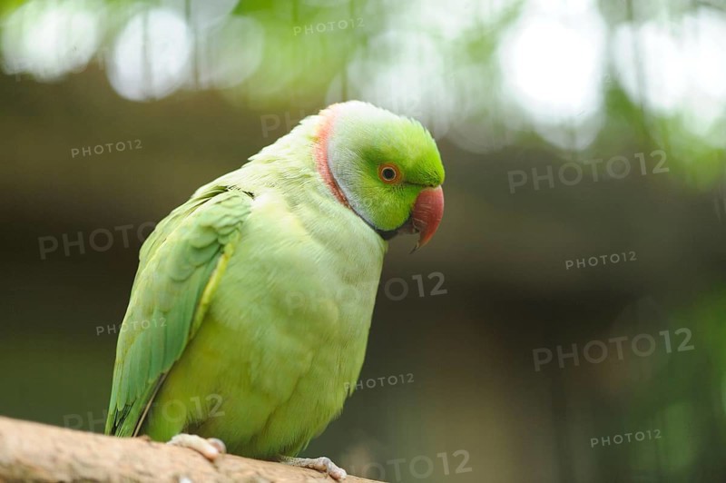Close-up of a Rose-ringed Parakeet (Psittacula krameri) sitting on a branch