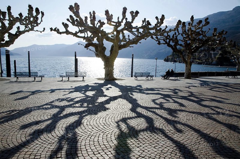 Waterfront to Lake Maggiore with Bare Trees and Shadows and Benches and Mountain in a Sunny Day in Ascona, Ticino, Switzerland, Europe