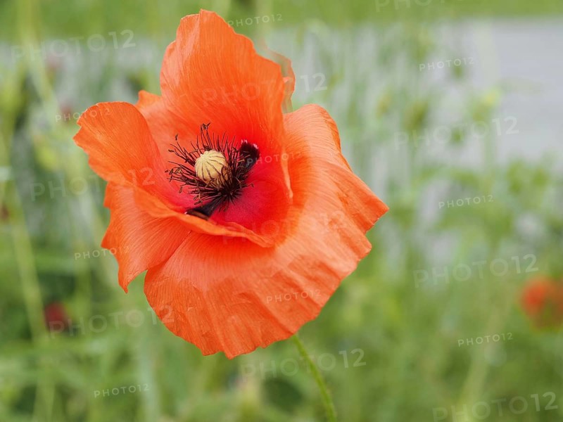 Poppy (Papaver), close-up with focus stacking, near Heimschuh, Styria, Austria, Europe