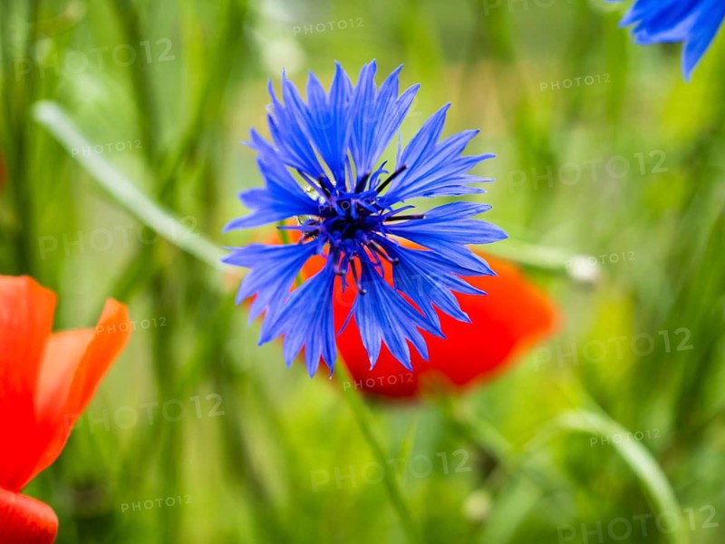 Cornflower (Centaurea cyanus), near Heimschuh, Styria, Austria, Europe