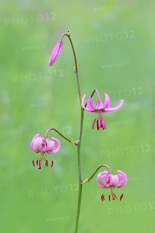 Martagon lily (Lilium martagon) in a forest in spring, lily family, medicinal plant, macro, nature photography, Mackenberg nature reserve, North Rhine-Westphalia, Germany, Europe
