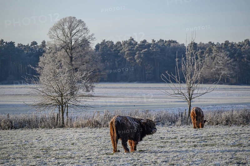 Two cows on a frozen meadow with trees in the background in a wintry landscape, hoarfrost on meadows and trees against a blue sky in Muensterland, Velen, Germany, Europe