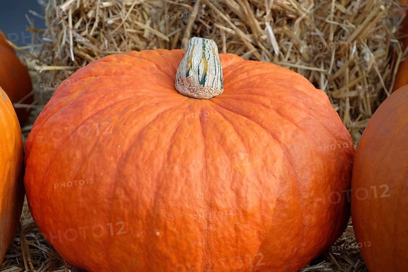 A large hear on a background of straw in an autumnal scenery, many colourful pumpkins for decoration in a garden, Borken, Germany, Europe