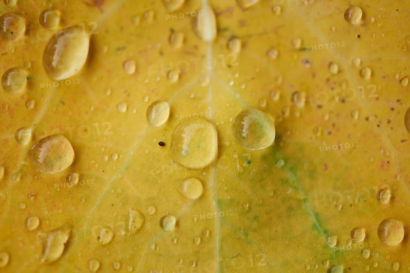 Waterdrops on a common aspen (Populus tremula) leaf in late summer, Bavaria, Germany, Europe