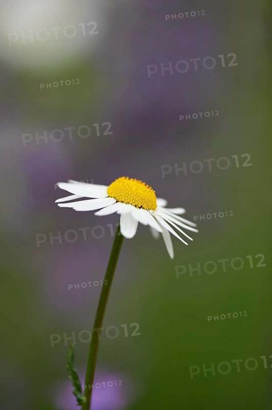 Close-up of a flower meadow with ox-eye daisy (Leucanthemum vulgare) blossoms in early summer