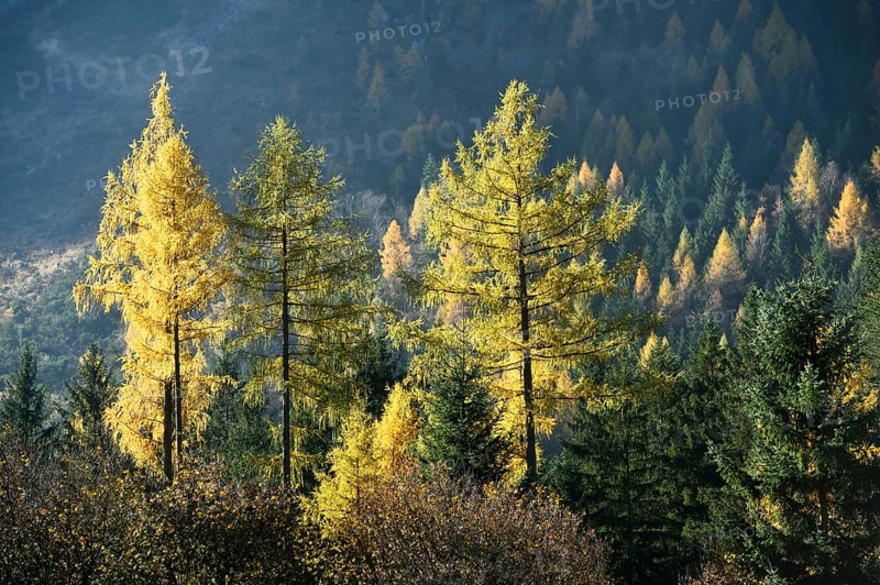 Landscape of yellow European larch (Larix decidua) trees growing in a forest on a mountain in autumn, Austria, Europe