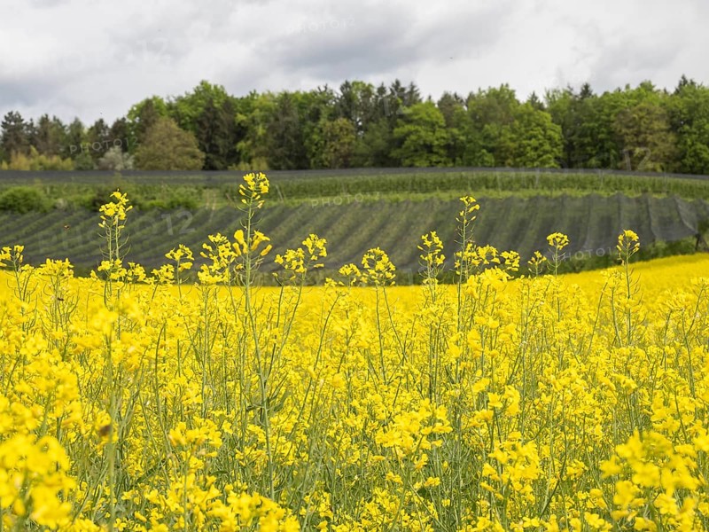 Rape field in bloom, near Riegersburg, Styria, Austria, Europe