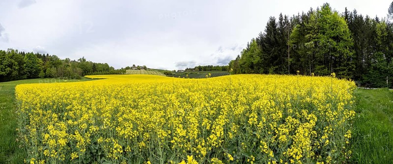 Rape field in bloom, panoramic shot, near Riegersburg, Styria, Austria, Europe