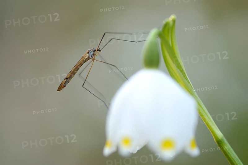 Close-up of a Crane fly (Tipula oleracea) on a Spring Snowflake (Leucojum vernum) blossom in a forest in spring