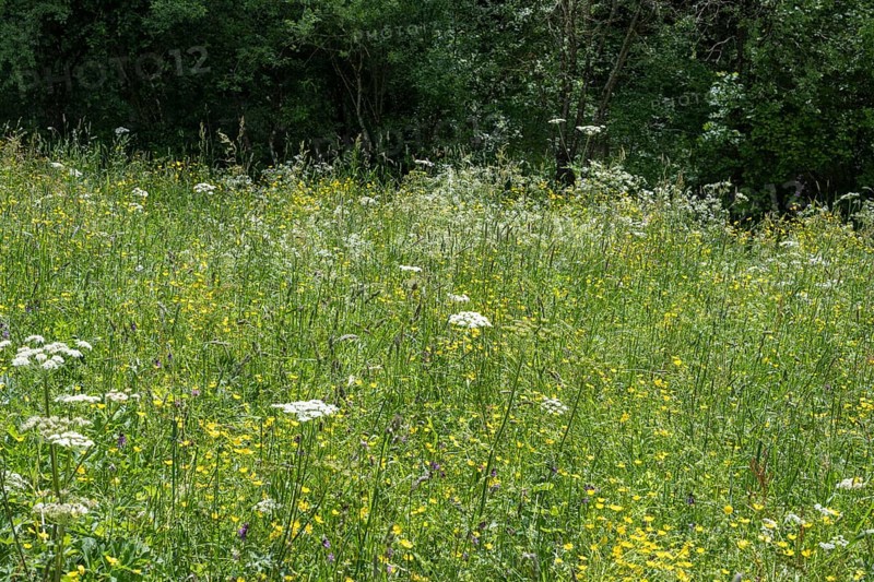 Natural meadow with various flowers, bee forage meadow, forage meadow, Baden-Wuerttemberg, Germany, Europe