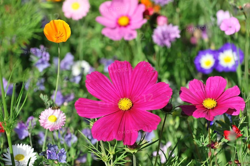Mexican aster (Cosmea bipinnata), Schwaebisch Gmuend, Baden-Wuerttemberg, Germany, Europe, Colourful flowers with conspicuous pink blossoms in the foreground in a summer meadow, Stuttgart, Europe