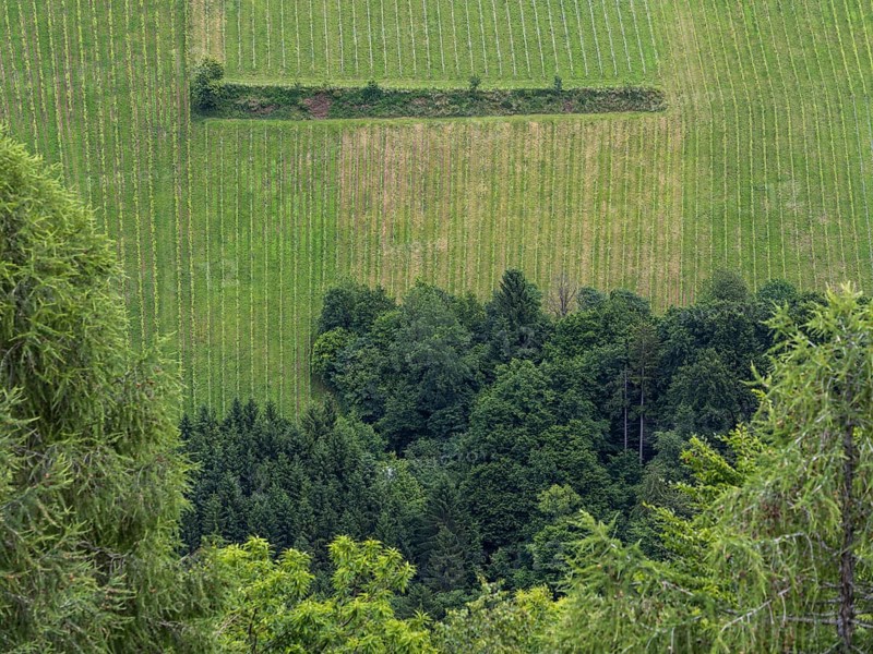 Vineyard at the edge of the forest, view from the Demmerkogel lookout point, St. Andrae-Hoech, Sausal wine country, Styria, Austria, Europe