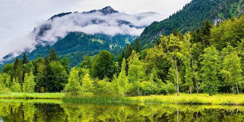 Water reflection in the moor pond, near Oberstdorf, Oberallgaeu, Allgaeu, Bavaria, Germany, Europe