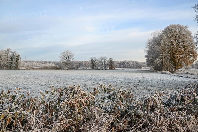 Frost-covered meadow with shrubs in the foreground, trees in the background and wintry landscape, Frosty winter time in the early morning on fields and meadows in Muensterland, velen, Germany, Europe