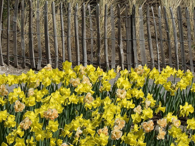 A fence made of wooden poles next to a field of wild daffodils in full bloom, many colourful blooming tulips in springtime in the Netherlands, amsterdam, the netherlands