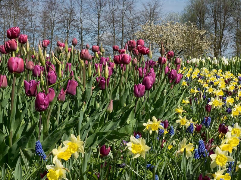 Purple tulips and yellow daffodils in a colourful garden in front of a row of trees, many colourful, blooming tulips in springtime in the Netherlands, amsterdam, netherlands