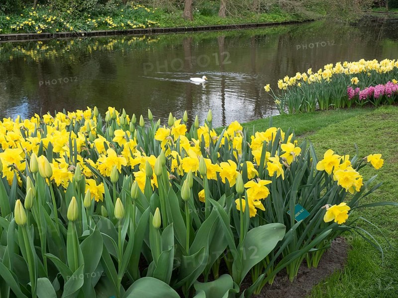 A river bank in spring with yellow daffodils and a grass green background, ducks swimming in the water, many colourful tulips in bloom in a garden in the Netherlands for the spring zeti, Amsterdam, Netherlands