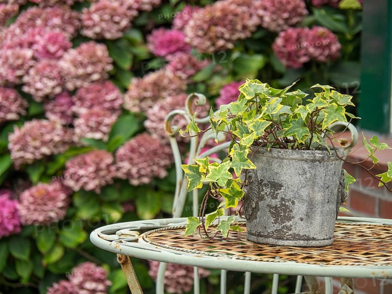 Close-up of a plant pot with ivy on a decorated garden table in front of blooming hydrangeas, Spiekeroog, Germany, Europe