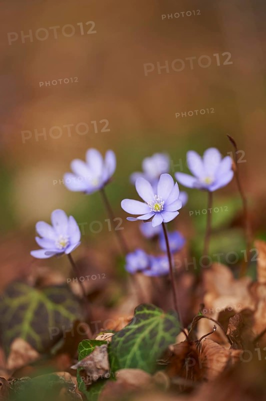 Close-up of Common Hepatica (Anemone hepatica) blossoms in a forest in spring, Bavaria, Germany, Europe