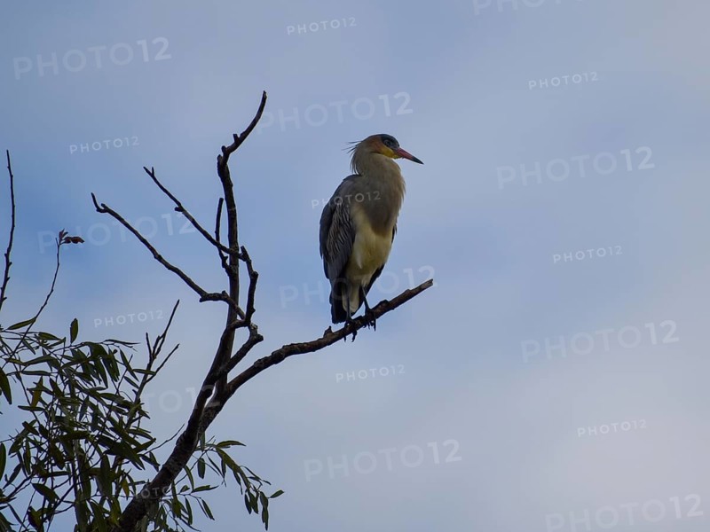 A whistling heron (Syrigma sibilatrix) on a tree, Buenos Aires, Argentina, South America