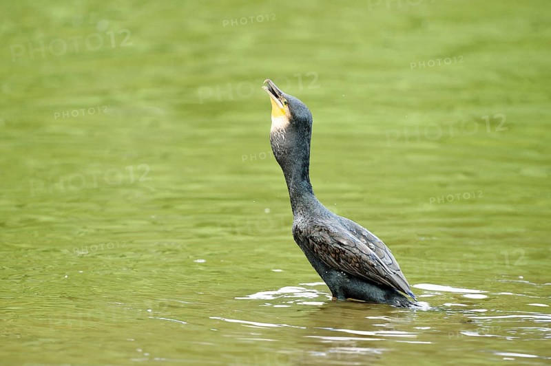 Close-up of a great cormorant (Phalacrocorax carbo) on a little lake in summer