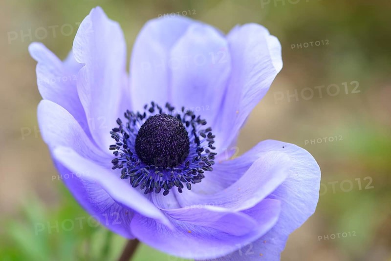 Close-up of a poppy anemone (Anemone coronaria) blossom in a garden in spring