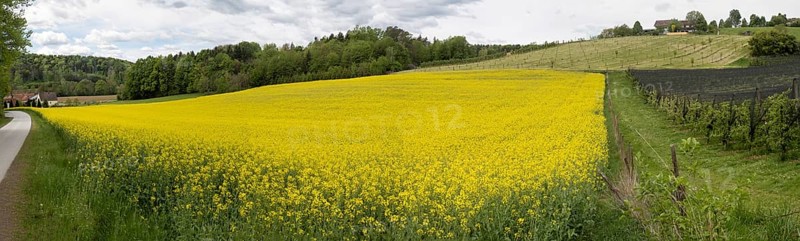 Rape field in bloom, near Riegersburg, Styria, Austria, Europe