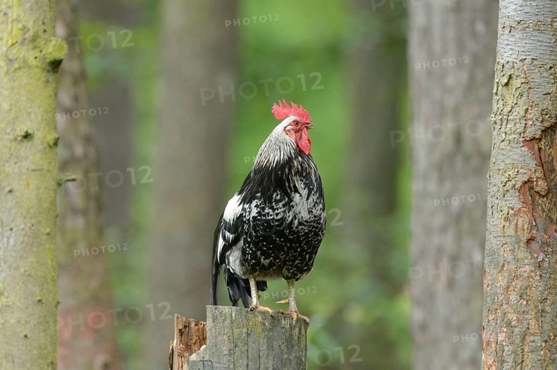Close-up of a chicken (Gallus gallus domesticus) rooster in spring