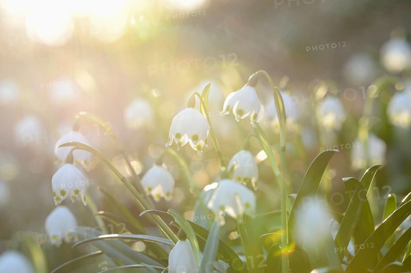 Spring Snowflake (Leucojum vernum) blossoms in a forest on a sunny evening in spring