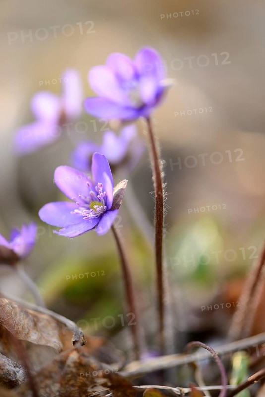 Close-up of a Common Hepatica (Anemone hepatica) blossoms in a forest on a sunny evening in spring
