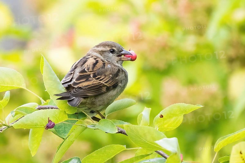 A house sparrow (Passer domesticus) with a fruit of the snowy mespilus (Amelanchier ovalis) in its beak, Hesse, Germany, Europe