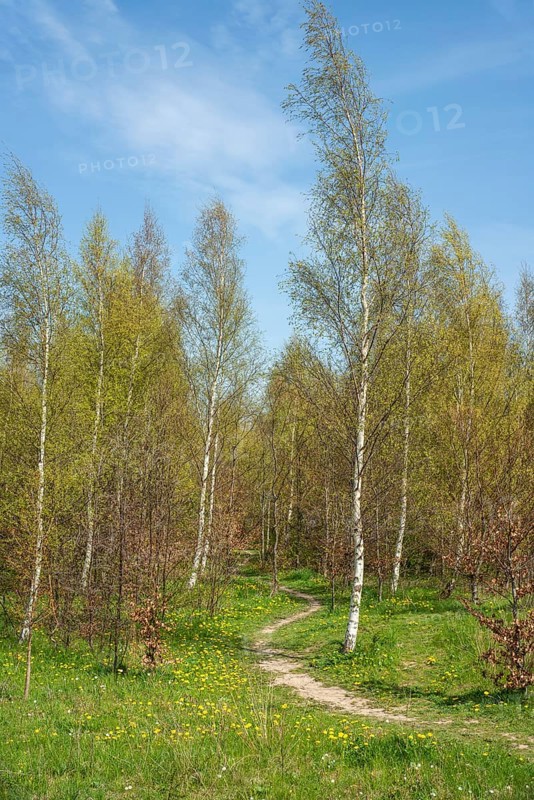 Path in a birch forest (Betula pendula) in springtime in Ystad, Skane county, Sweden, Scandinavia, Europe