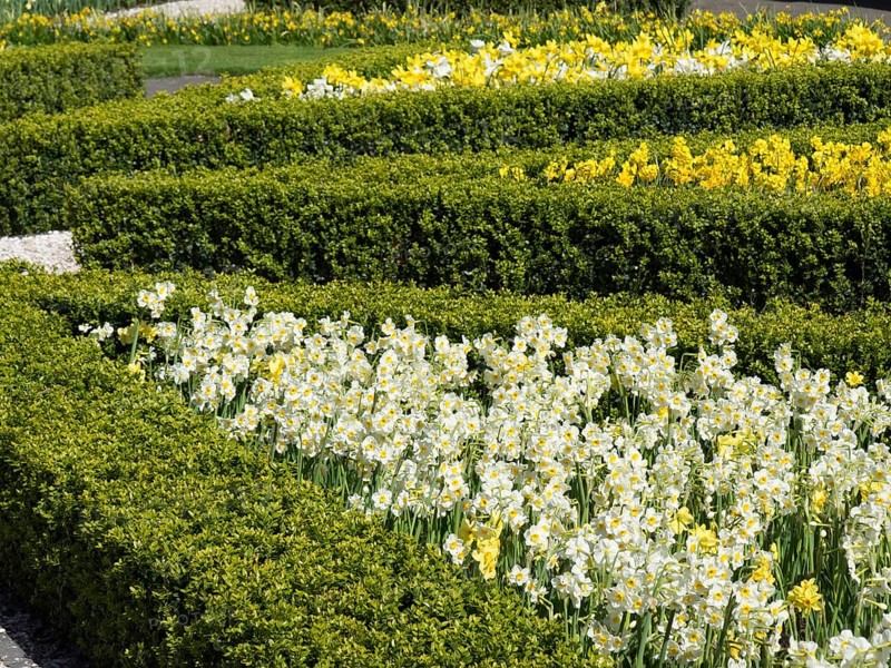 Landscaped flower beds with yellow and white Poet's Daffodils, surrounded by well-tended hedges, many colourful, blooming tulips in springtime in the Netherlands, amsterdam, the netherlands
