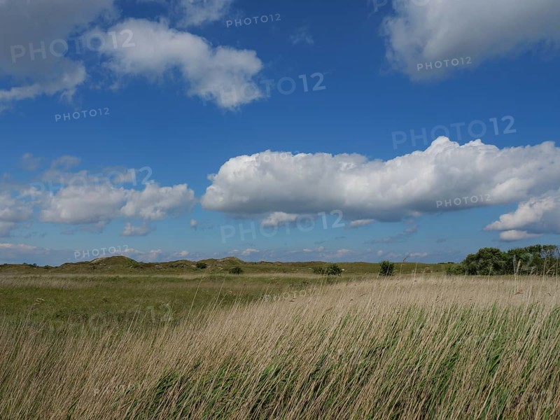 A wide grassy landscape under a blue sky with white clouds, the summery feeling of freedom, Baltrum Germany