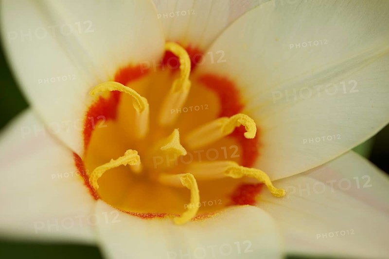 Close-up of a Turkestan tulip (Tulipa turkestanica) blossom in a garden in spring, Bavaria, Germany, Europe