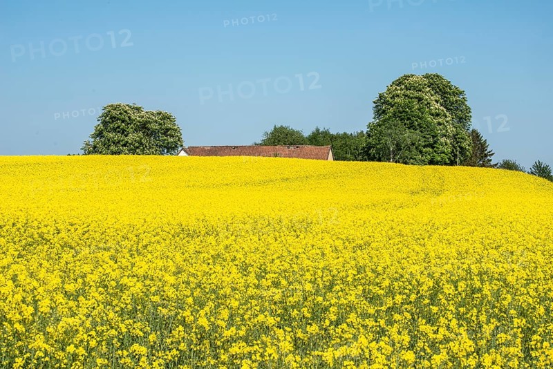 Field of flowering rapeseed in front of farm with chestnut trees in Onslunda, Tomelilla Municipality, Skane County, Sweden, Scandinavia, Europe