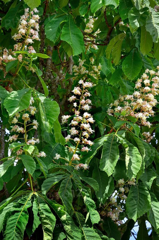 Spring, blossoms of the common horse-chestnut (Aesculus hippocastanum), Allgaeu, Bavaria, Germany, Europe