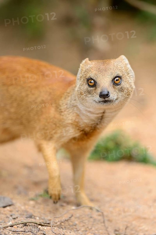 Close-up of a yellow mongoose (Cynictis penicillata) in spring