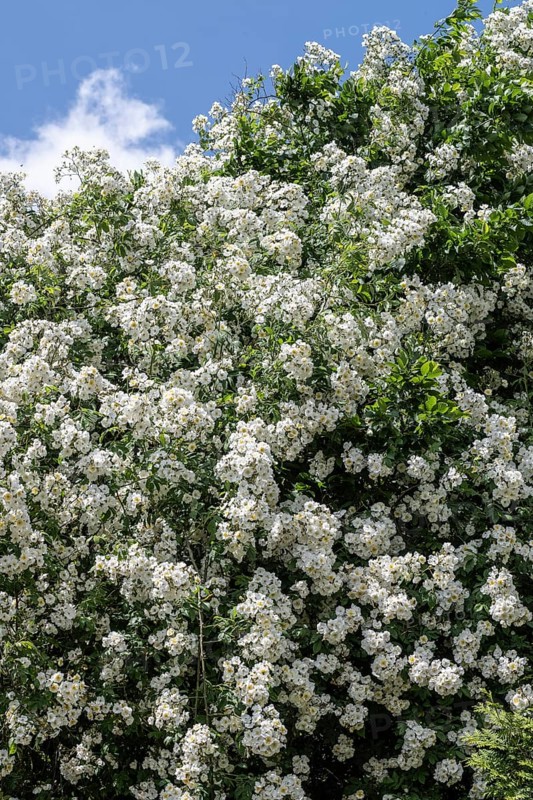 Tufted rose (Rosa multiflora), Emsland, Lower Saxony, Germany, Europe