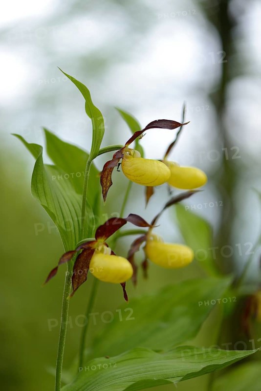 Close-up of lady's-slipper orchid (Cypripedium calceolus) blossoms in a forest in spring, Upper Palatinate