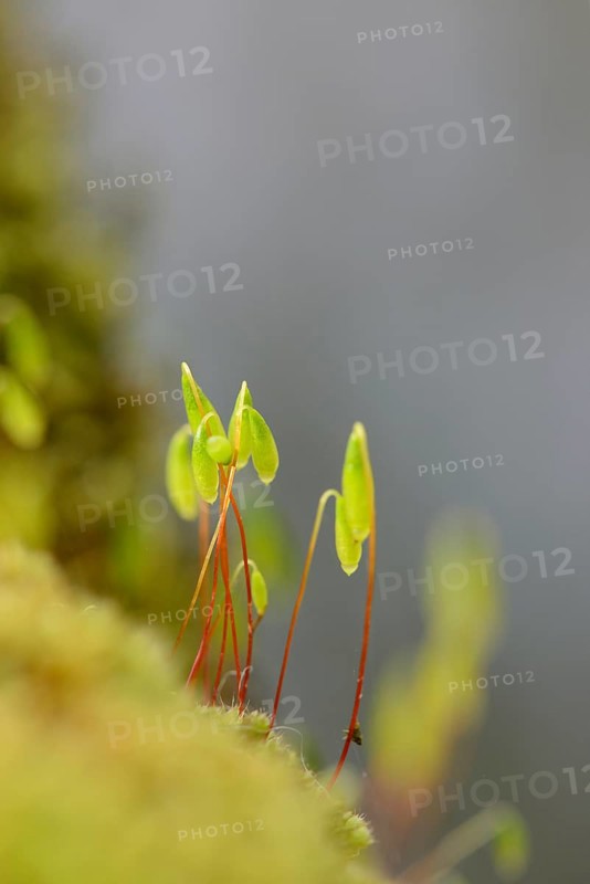 Close-up of Moss with spore capsules (Byrum) on a stonewall in spring