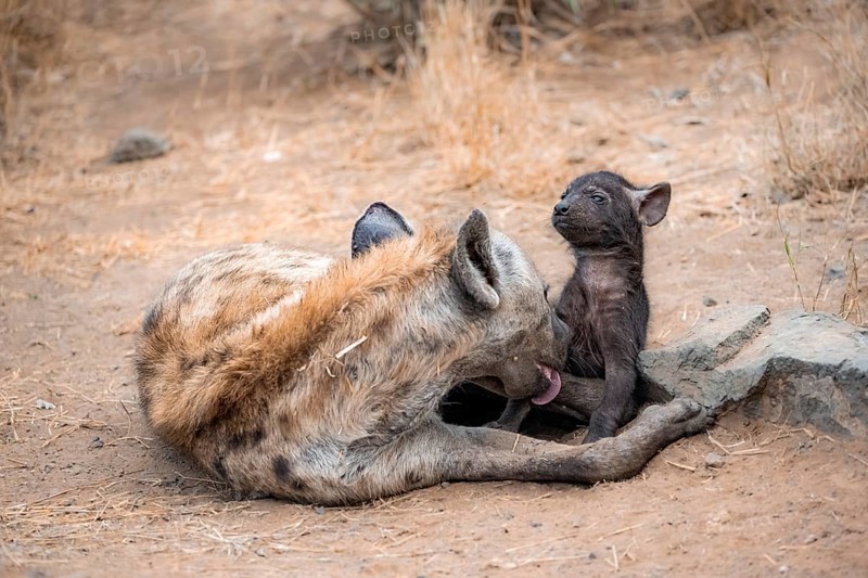 Spotted hyenas (Crocuta crocuta), adult female licking young, lying down, suckling her young, Kruger National Park, South Africa, Africa