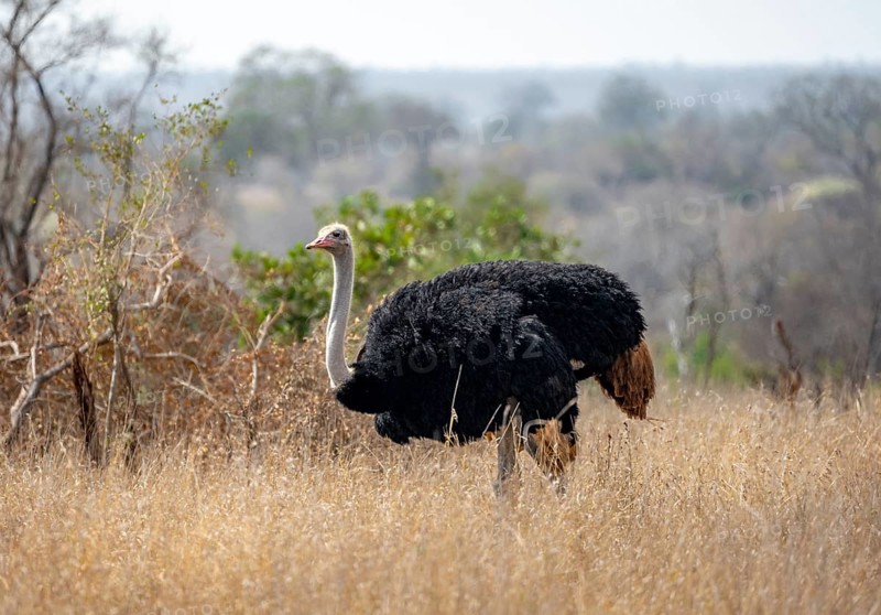 Common ostrich (Struthio camelus), adult male, in dry grass, Kruger National Park, South Africa, Africa