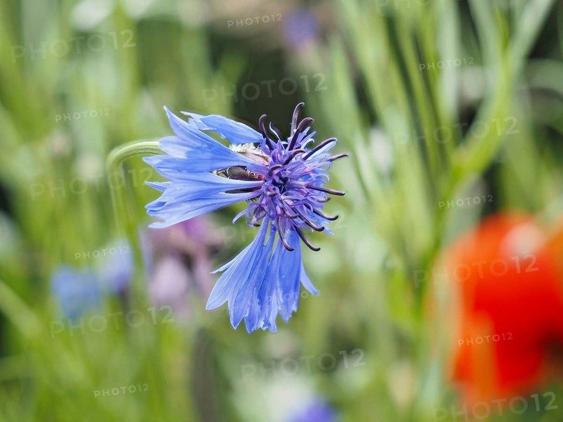 Cornflower (Centaurea cyanus), near Heimschuh, Styria, Austria, Europe